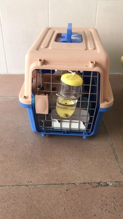 圖 仁和空運汽運火車專車安全保障 攀枝花寵物服務 攀枝花列表網